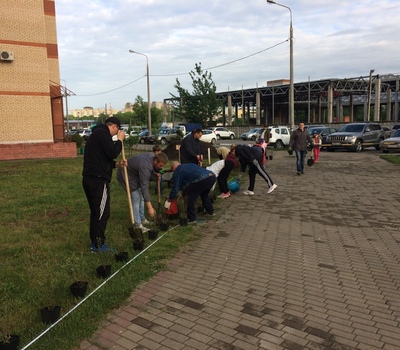 Посади дерево!